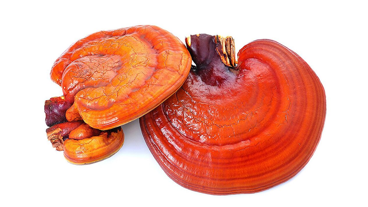 Reishi mushroom extract in Magicoa